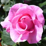 バラ ザ マッカートニー ローズ|花の手帖の薔薇図鑑