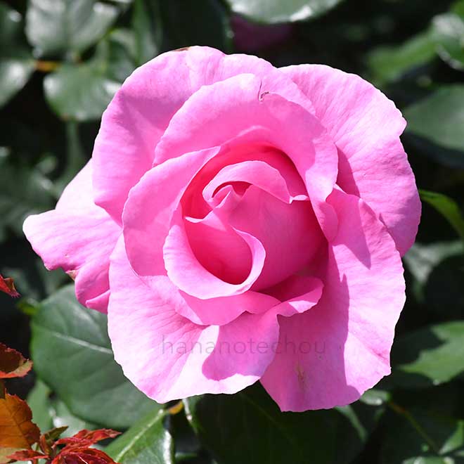 バラ ザ マッカートニー ローズ｜花の手帖の薔薇図鑑