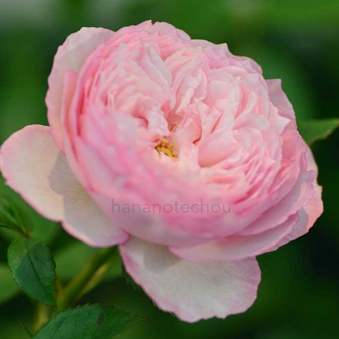 バラ ザ ミル オン ザ フロス|花の手帖の薔薇図鑑