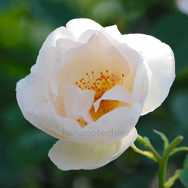 バラ ザ ナン｜花の手帖の薔薇図鑑