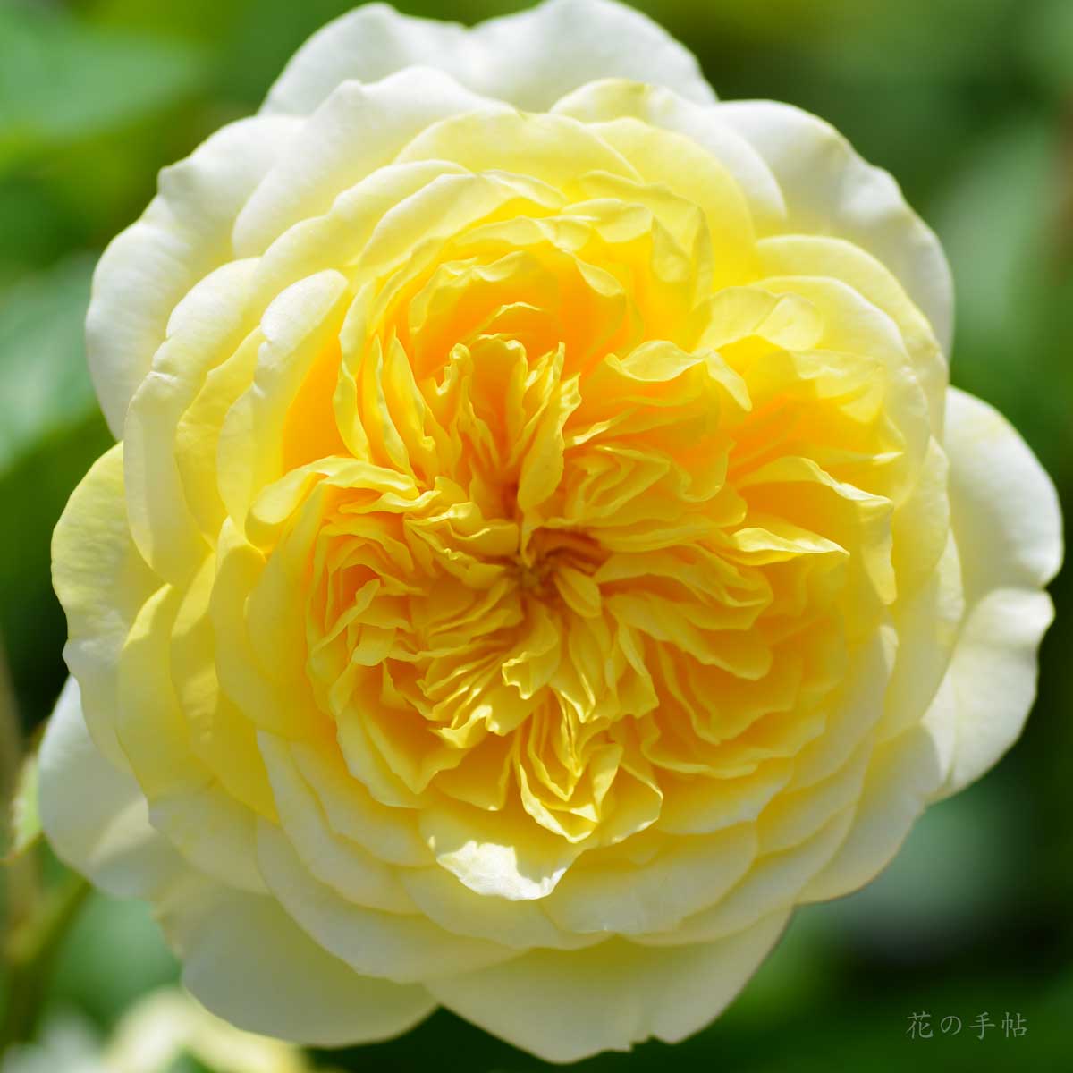 バラ　ザ ピルグリム（The Pilgrim）｜花の手帖のバラ図鑑