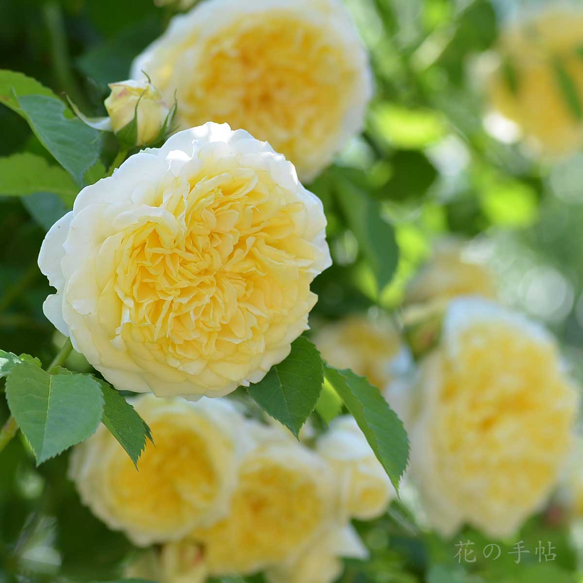 バラ　ザ ピルグリム（The Pilgrim）｜花の手帖のバラ図鑑