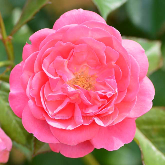 バラ ザ ピンク プロフェッサー|花の手帖の薔薇図鑑