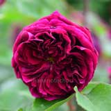 バラ ザプリンス|花の手帖の薔薇図鑑