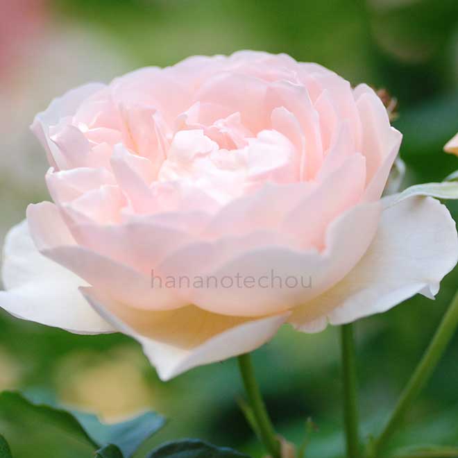 バラ ザ シェパーデス|花の手帖の薔薇図鑑