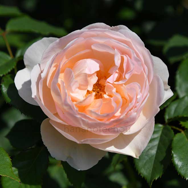 バラ ザ シェパーデス|花の手帖の薔薇図鑑