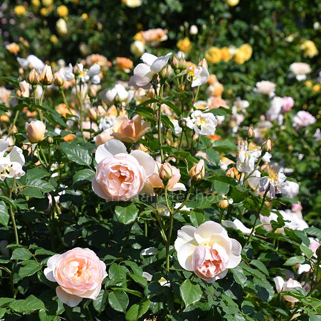 バラ ザ シェパーデス|花の手帖の薔薇図鑑