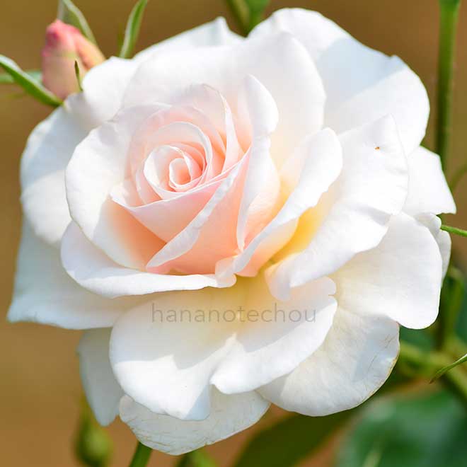 バラ ｜花の手帖の薔薇図鑑