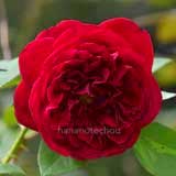 バラ ザスクワイア|花の手帖の薔薇図鑑