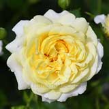 バラ ザサンアンドザハート｜花の手帖の薔薇図鑑