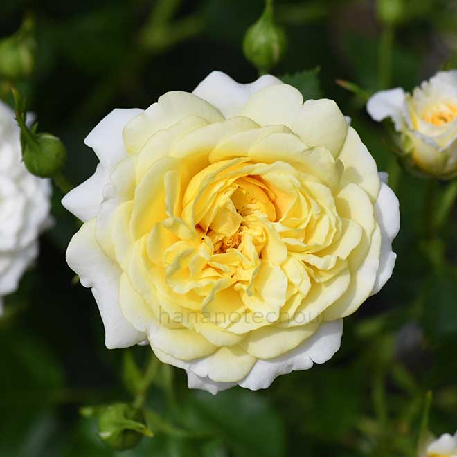 バラ ザ サン アンド ザ ハート｜花の手帖の薔薇図鑑