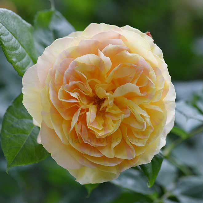 バラ サムズアップ｜花の手帖の薔薇図鑑