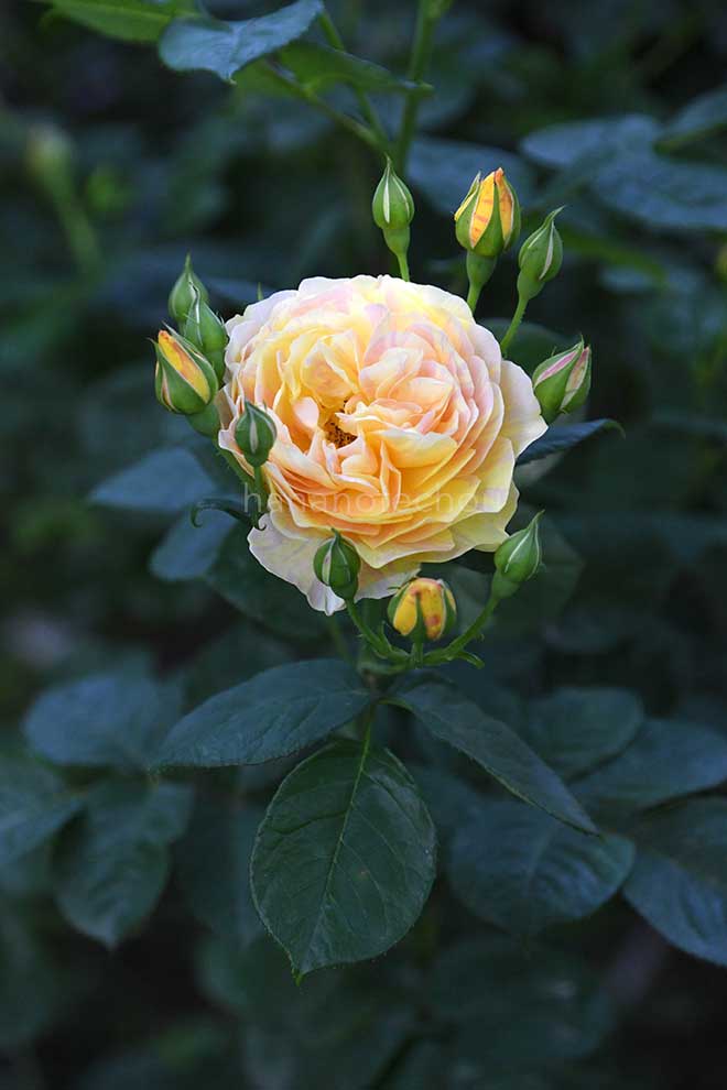 バラ サムズアップ｜花の手帖の薔薇図鑑