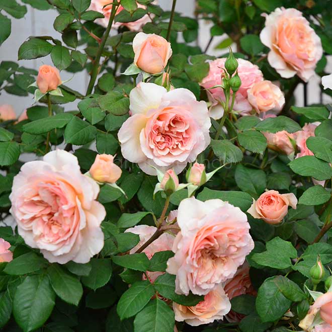 バラ |花の手帖の薔薇図鑑