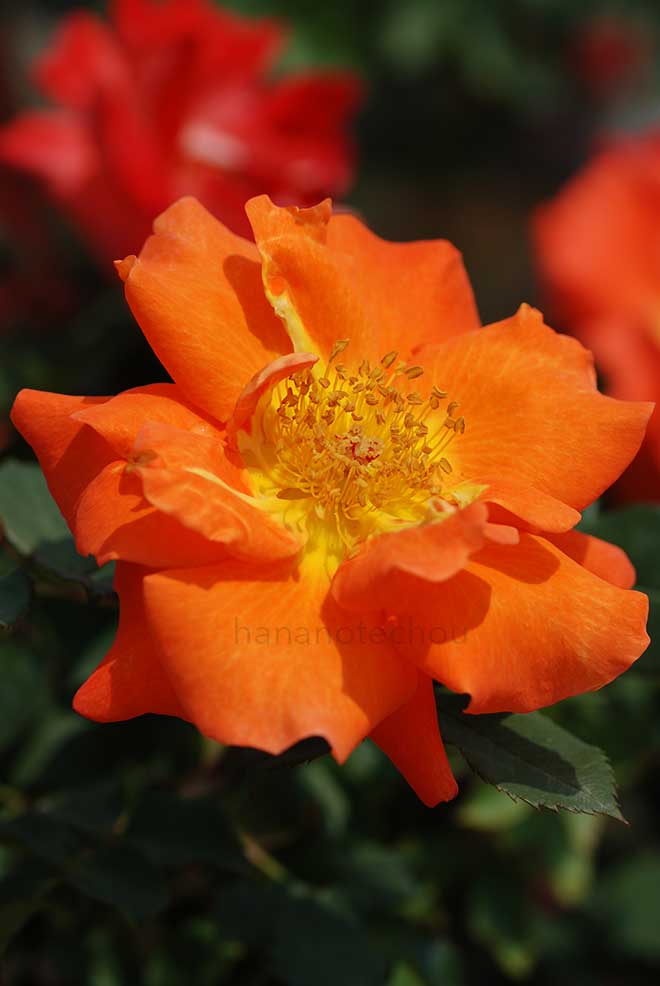 バラ つる ザンブラ｜花の手帖の薔薇図鑑