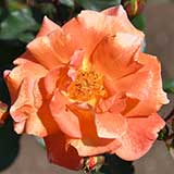 バラ ザンブラ｜花の手帖の薔薇図鑑