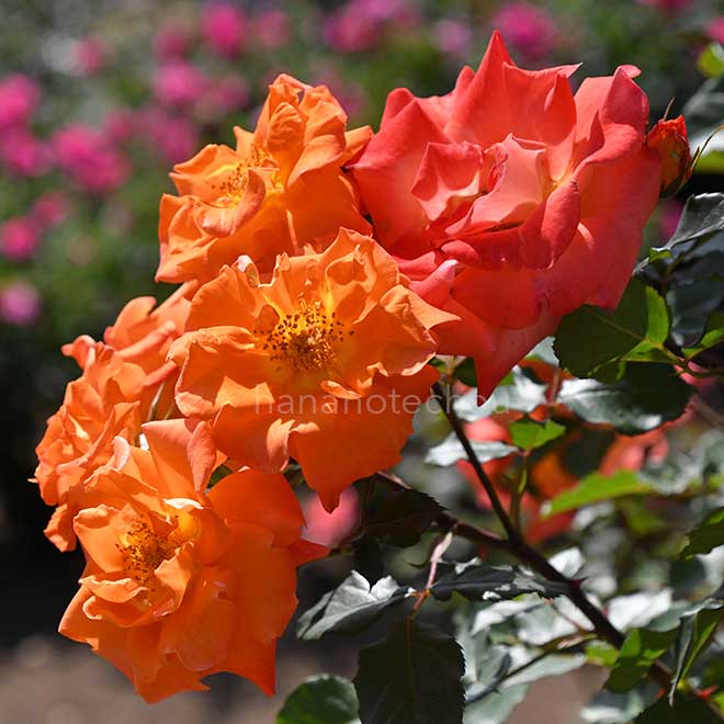 バラ ザンブラ｜花の手帖の薔薇図鑑