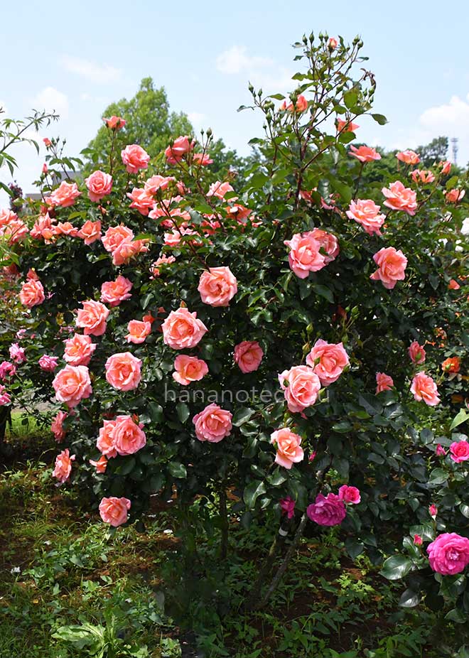 バラ ザンブラ '93｜花の手帖の薔薇図鑑