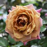 バラ 禅｜花の手帖の薔薇図鑑