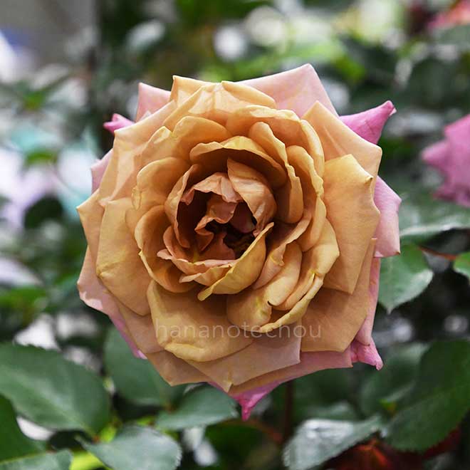 バラ 禅|花の手帖の薔薇図鑑