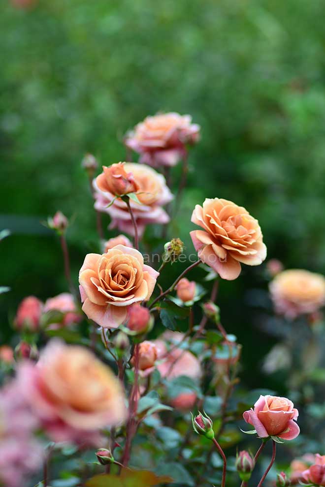 バラ 禅|花の手帖の薔薇図鑑