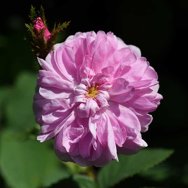 バラ ゾエ|花の手帖の薔薇図鑑