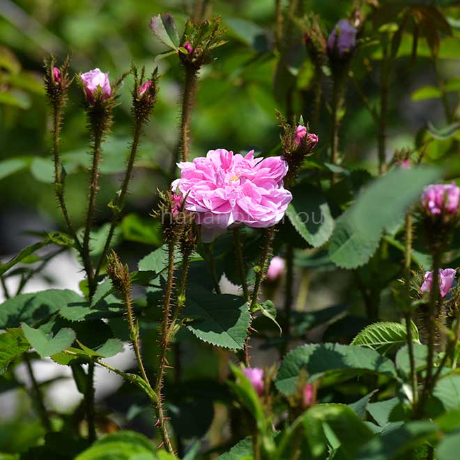 バラ ゾエ|花の手帖の薔薇図鑑