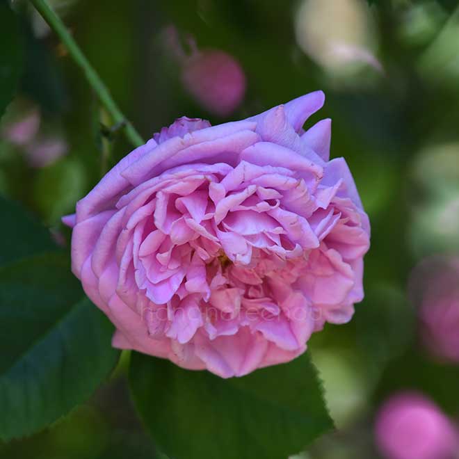 バラ チャンピオン オブ ザ ワールド｜花の手帖の薔薇図鑑