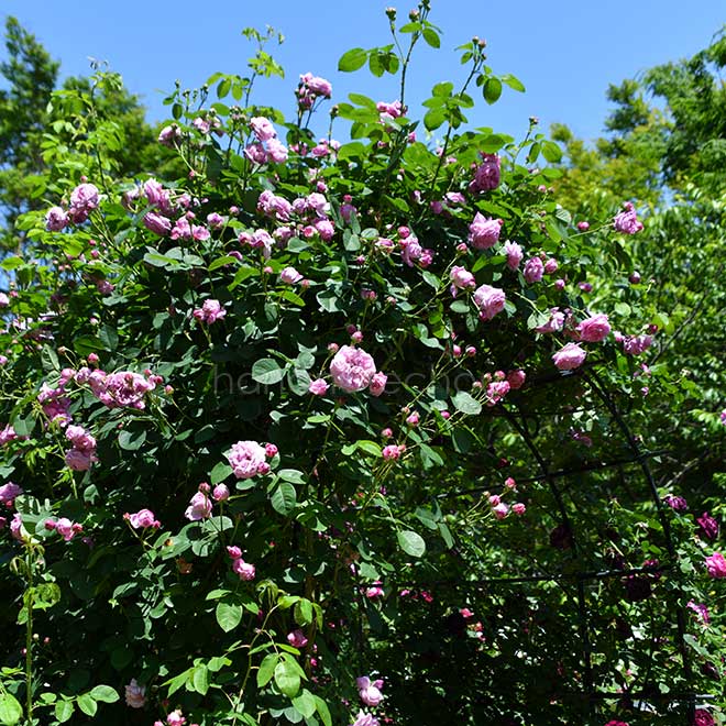 バラ チャンピオン オブ ザ ワールド｜花の手帖の薔薇図鑑