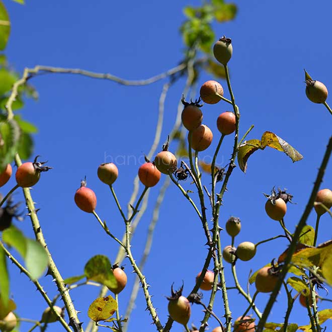 バラ チャンピオン オブ ザ ワールド｜花の手帖の薔薇図鑑