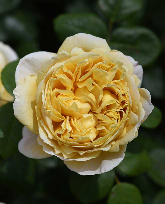 バラ チャールズ ダーウィン｜花の手帖の薔薇図鑑