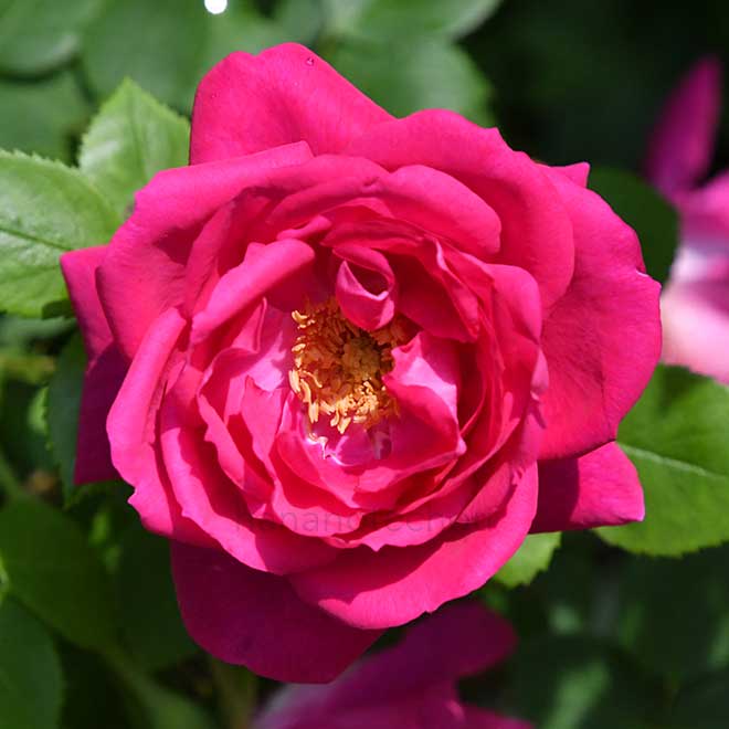 バラ チャールズ ゲイター｜花の手帖の薔薇図鑑