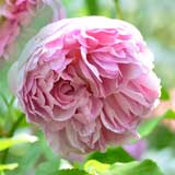 バラ チャールズ レニー マッキントッシュ|花の手帖の薔薇図鑑