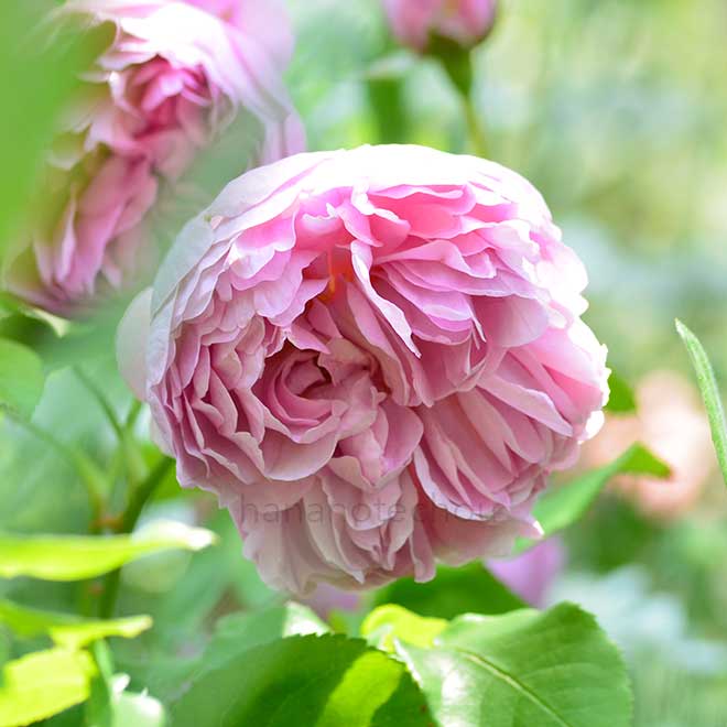 バラ チャールズ レニー マッキントッシュ｜花の手帖の薔薇図鑑