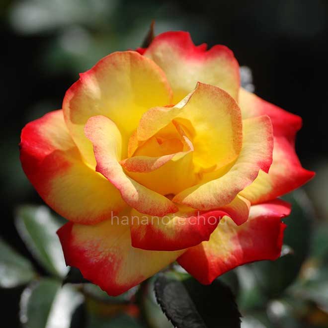 バラ チャールストン｜花の手帖の薔薇図鑑