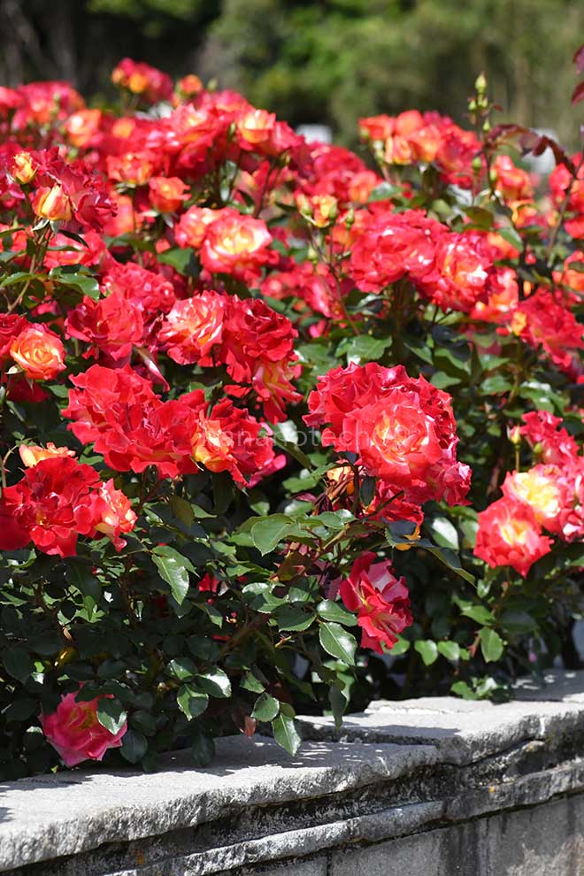 バラ チャールストン｜花の手帖の薔薇図鑑