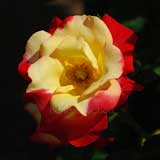 バラ つるチャールストン｜花の手帖の薔薇図鑑