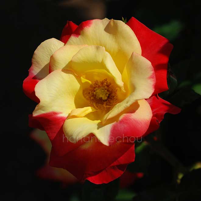 バラ つる チャールストン|花の手帖の薔薇図鑑