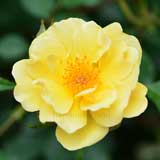 バラ テディ ベア|花の手帖の薔薇図鑑