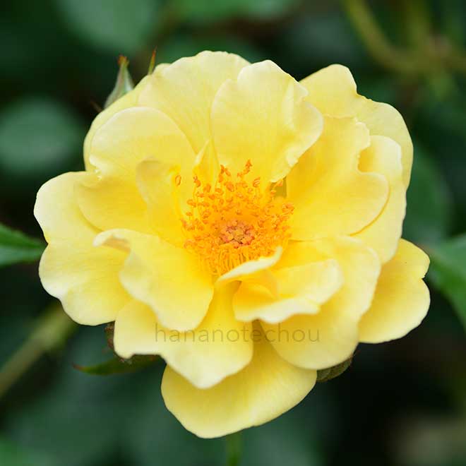 バラ チャーリー アンバー|花の手帖の薔薇図鑑