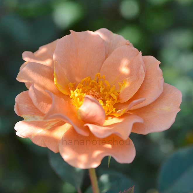 バラ チャーリー ブラウン|花の手帖の薔薇図鑑