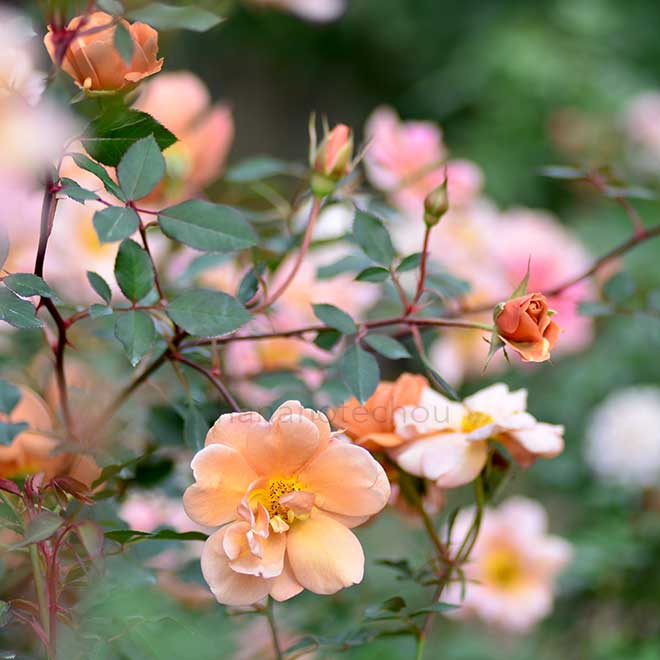 バラ チャーリー ブラウン|花の手帖の薔薇図鑑