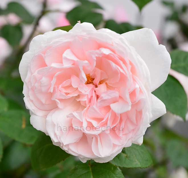 バラ チョーサー｜花の手帖の薔薇図鑑