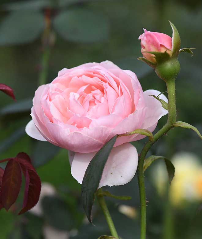 バラ チョーサー｜花の手帖の薔薇図鑑