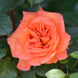 バラ チアガール｜花の手帖の薔薇図鑑