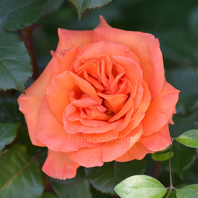 バラ ｜花の手帖の薔薇図鑑