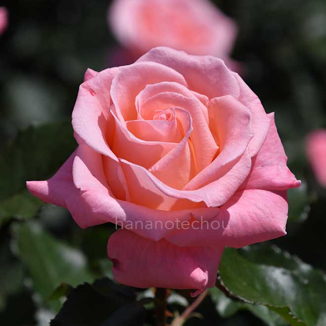 バラ チェリッシュ｜花の手帖の薔薇図鑑