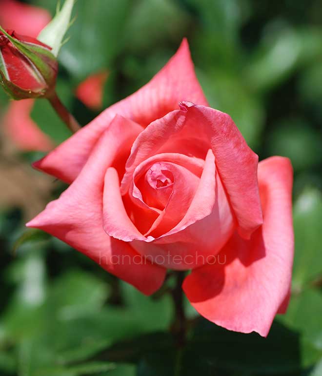 バラ 大文字|花の手帖の薔薇図鑑