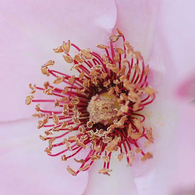 バラ デンティ ベス｜花の手帖の薔薇図鑑