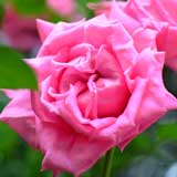 バラ デイム エディス ヘレン｜花の手帖の薔薇図鑑